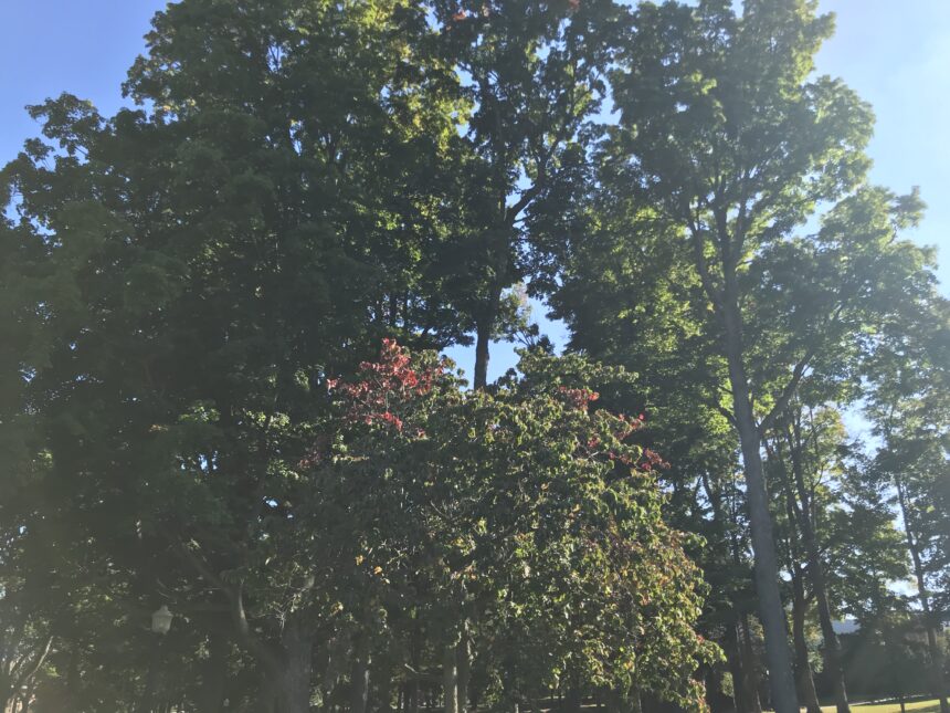 Leaves expected to reach peak fall colors later than usual