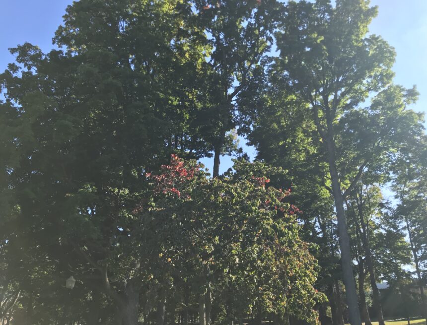 Michigan Fall Leaves Leaves expected to reach peak fall colors later than usual