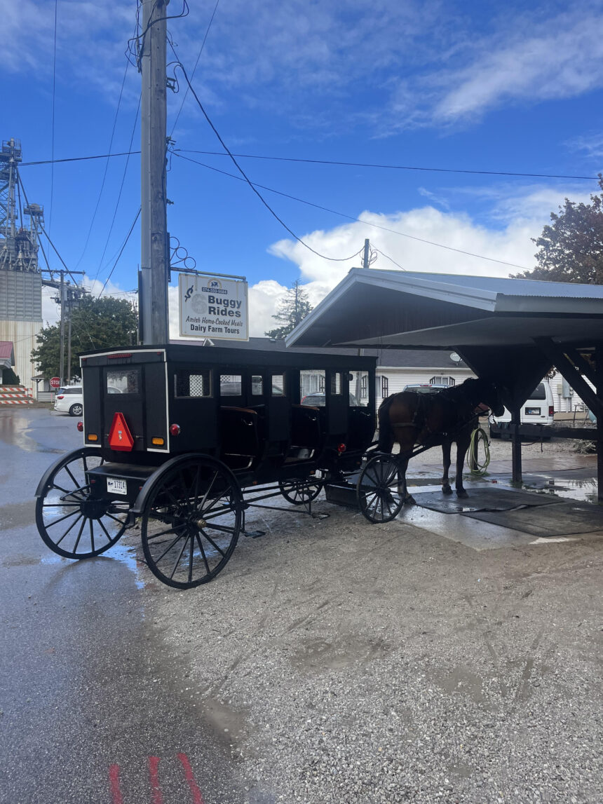 Students tour amish town in horse drawn buggy