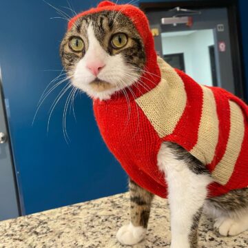 Fifth annual humane society raffle drawing to start next month