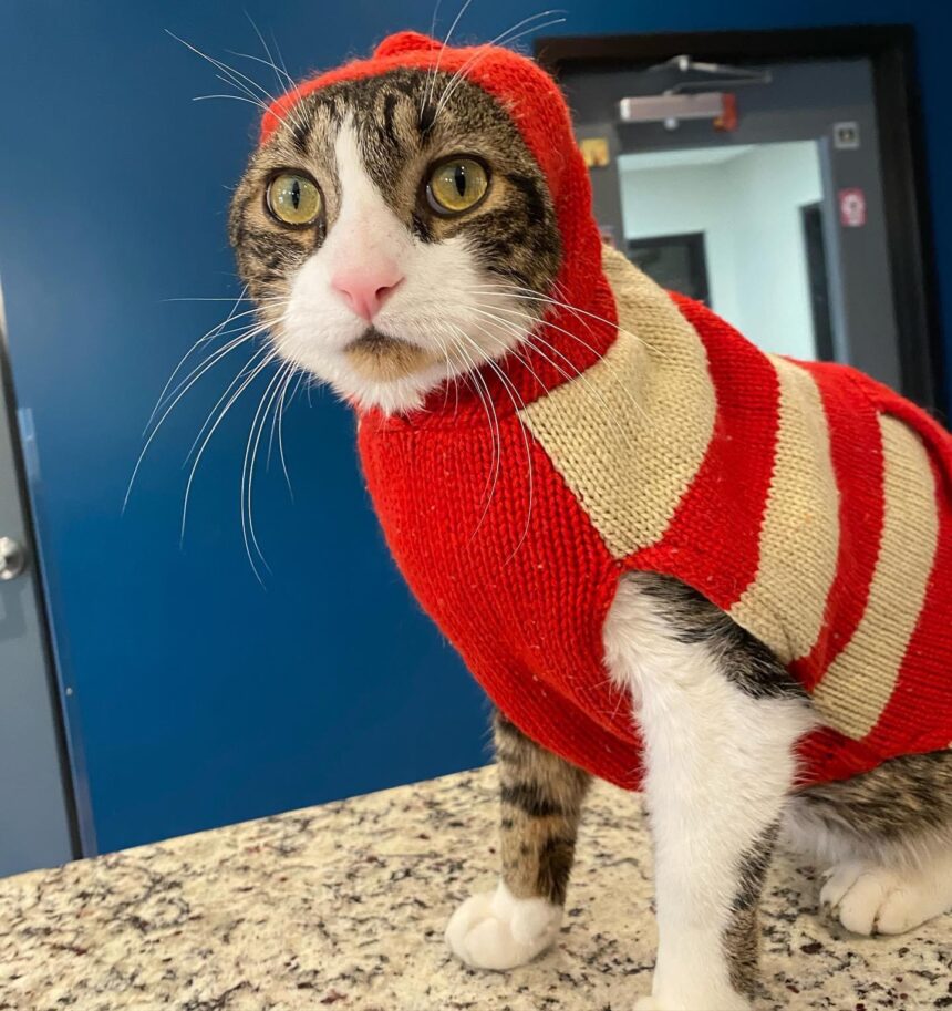 Fifth annual humane society raffle drawing to start next month