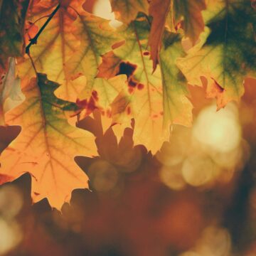 Folk music: The perfect soundtrack to autumn