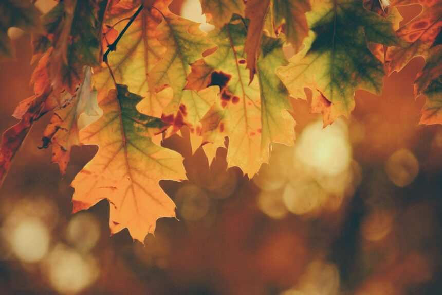 Folk music: The perfect soundtrack to autumn