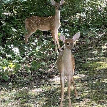 Hillsdale County’s deer harvest exceeds statewide average
