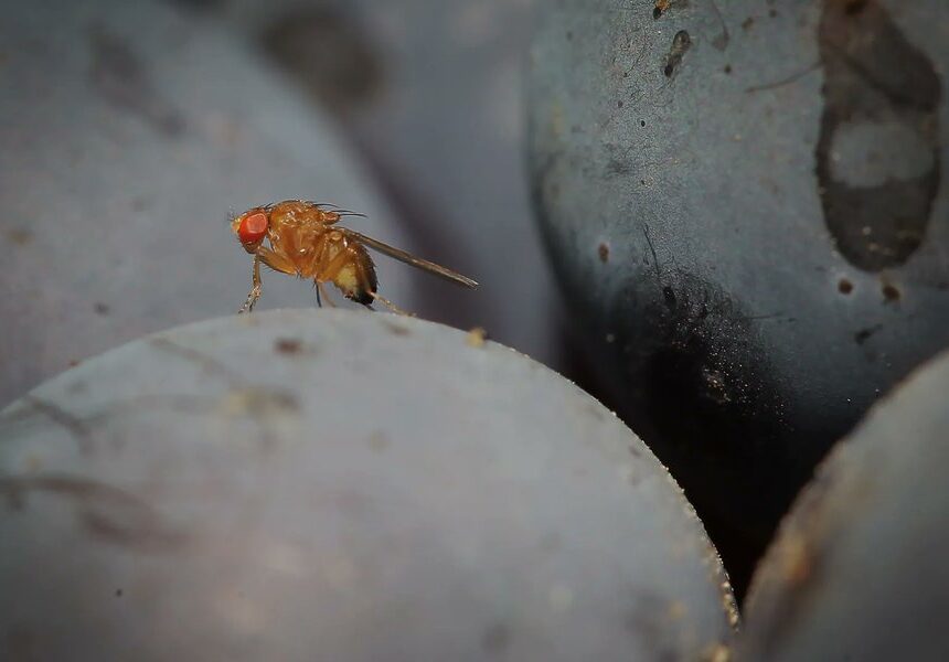 Senior presents thesis on genetically modifying flies