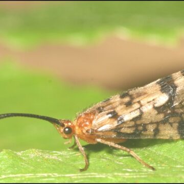Professor called ‘King of the Caddisflies’
