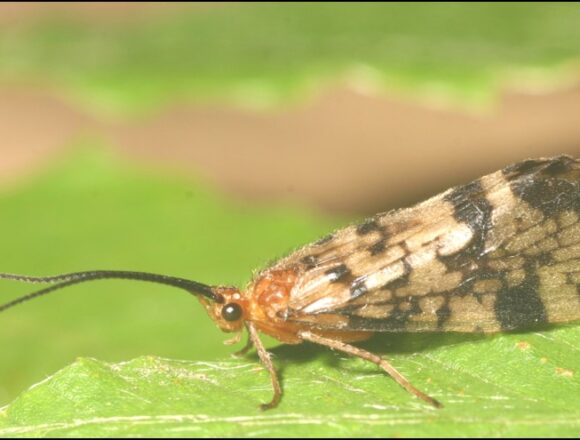 Professor called ‘King of the Caddisflies’