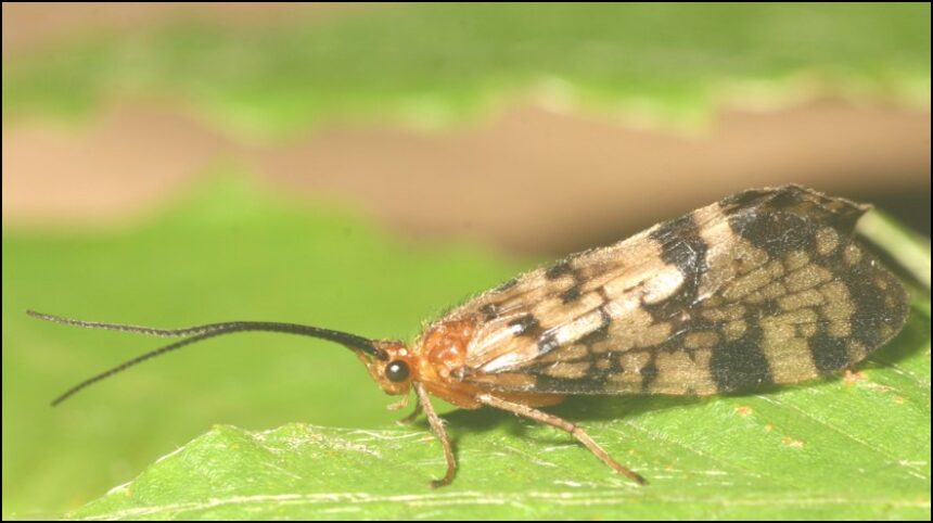 Professor called ‘King of the Caddisflies’