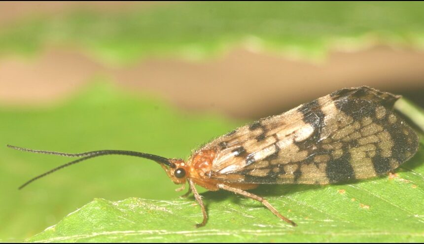 Professor called ‘King of the Caddisflies’