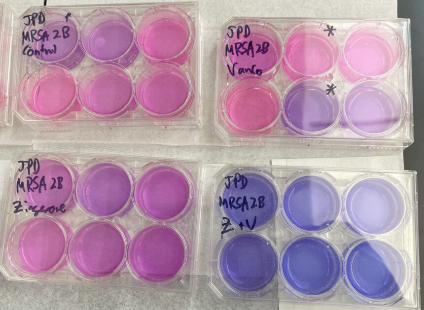 Bye-bye bacteria: Research squashes superbugs