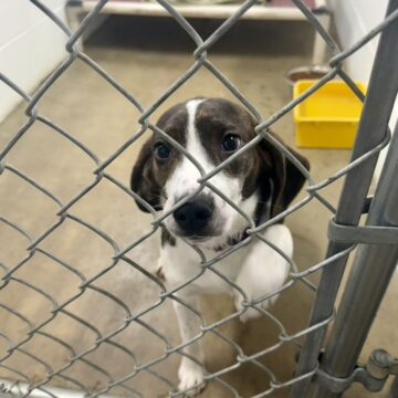 County weighs how to help lost dogs when contract expires