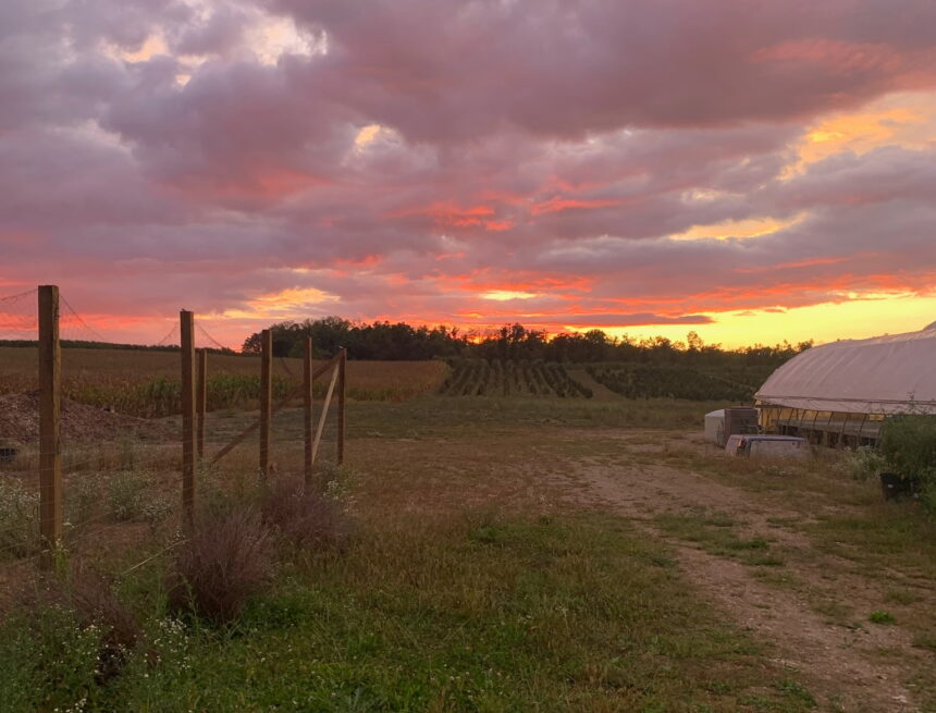 Production grows at Homestead