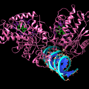 Debunking protein pictures: Hillsdale students prove research wrong