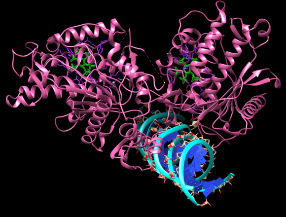 Debunking protein pictures: Hillsdale students prove research wrong