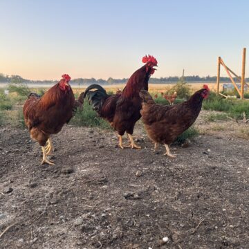 A day in the life of the Hillsdale Homestead