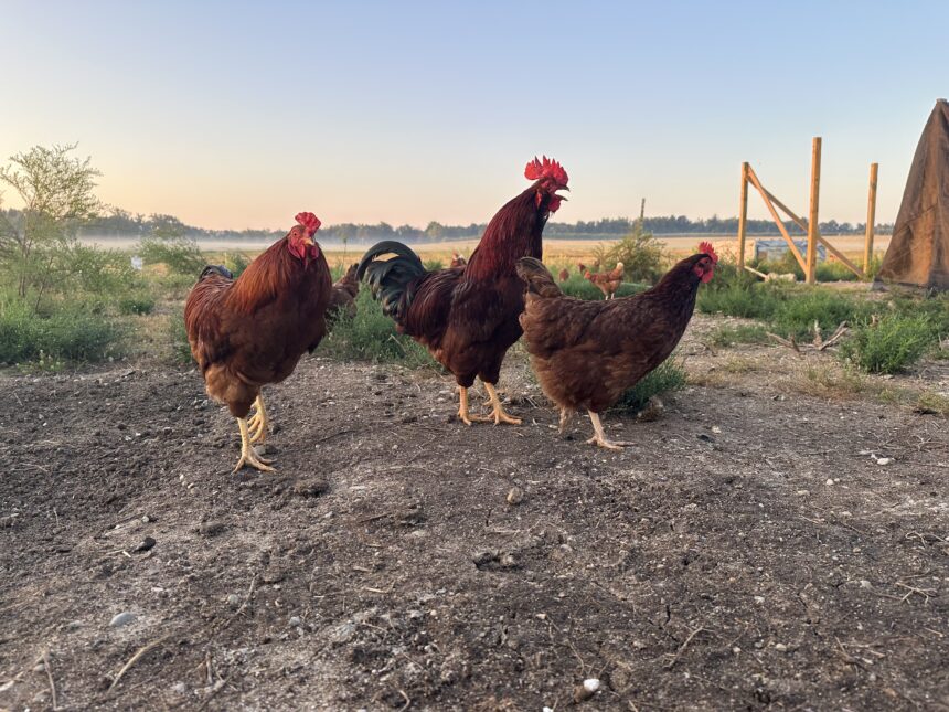 A day in the life of the Hillsdale Homestead