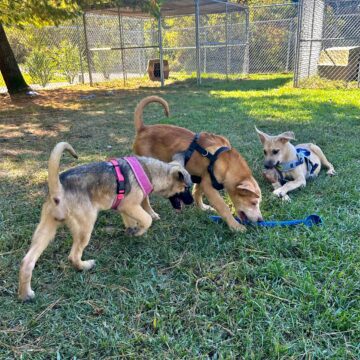 Hillsdale shelter sees increase in abandoned dogs