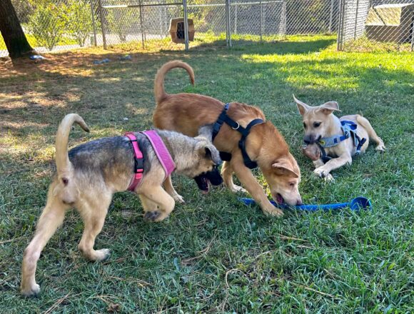 IMG_9220 County deliberates as contract for stray dogs nears end