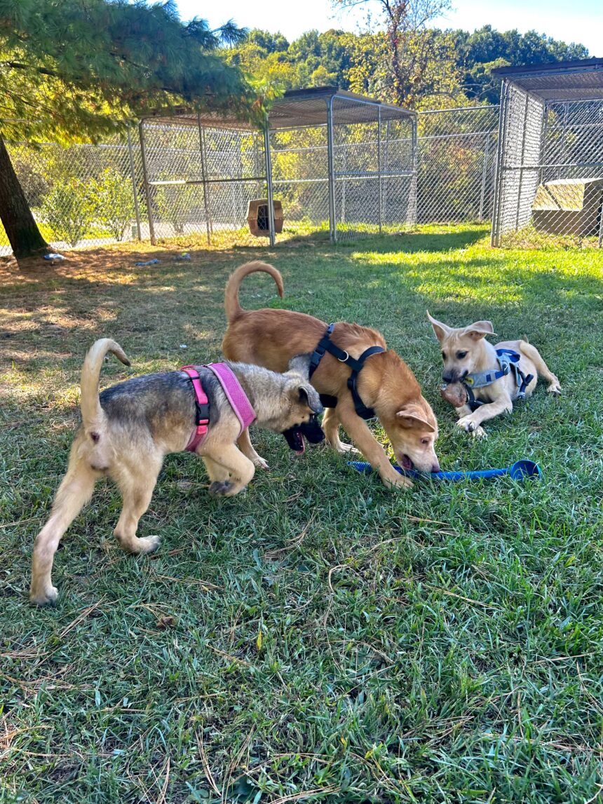 Hillsdale shelter sees increase in abandoned dogs