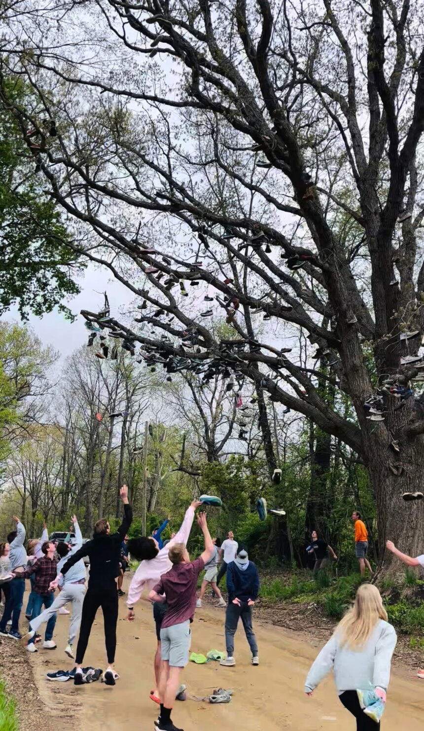 Footwear fills centuries-old tree