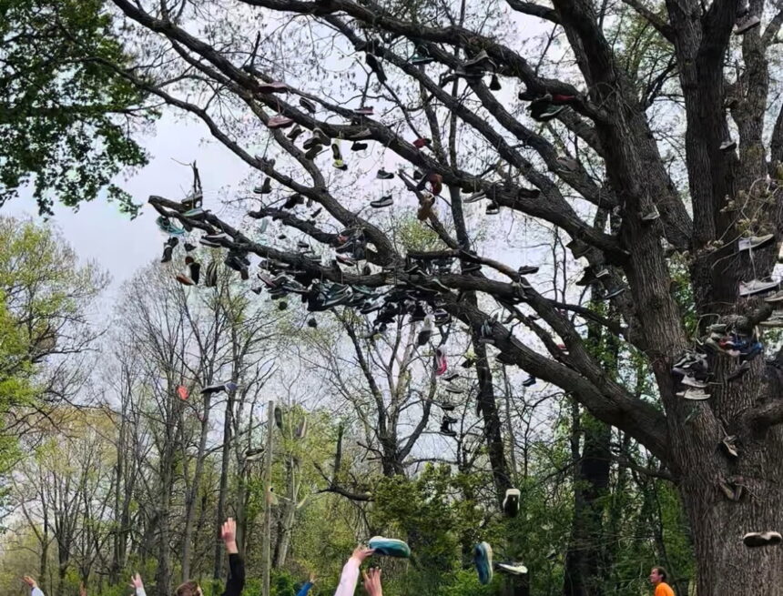 Footwear fills centuries-old tree