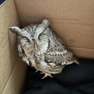 Suites resident rescues owl in distress