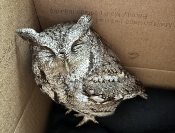 Suites resident rescues owl in distress