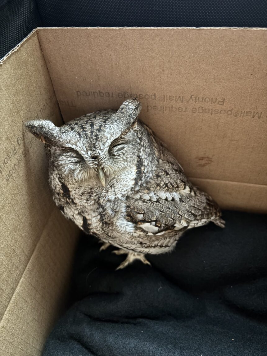 Suites resident rescues owl in distress