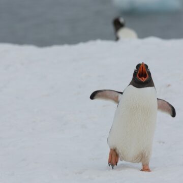 Be the penguin: Leave the AI pack