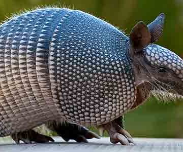 Armadillos hitch rides with humans to Michigan