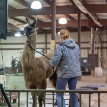 All llama, no drama at the county fairgrounds