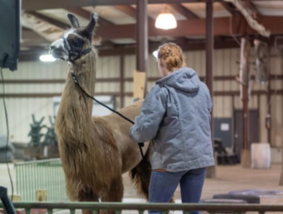 Screenshot All llama, no drama at the county fairgrounds