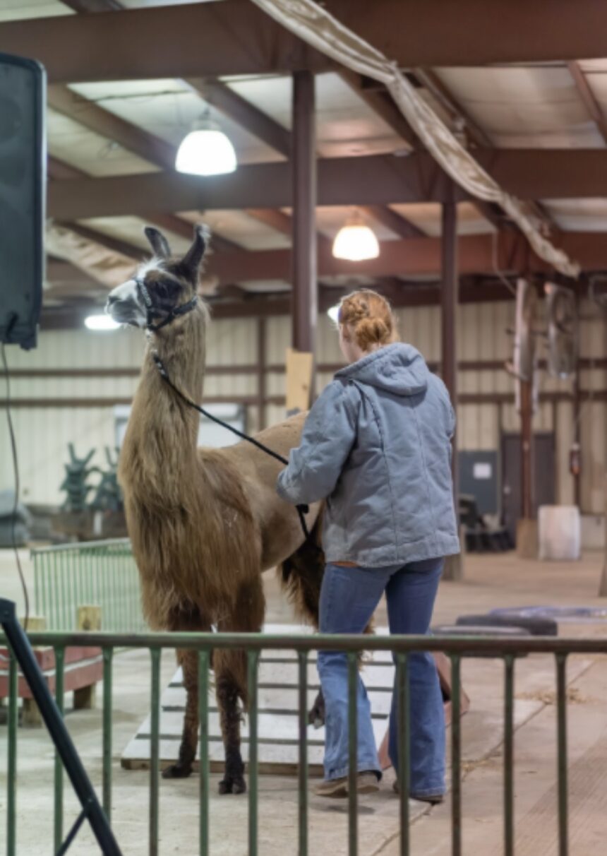 All llama, no drama at the county fairgrounds
