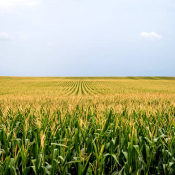The children yearn for the fields